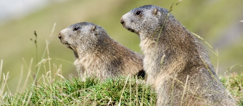 marmotta